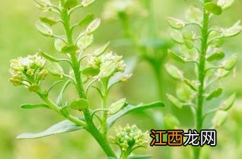 独行菜 独行菜图片大全