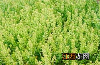 独行菜 独行菜图片大全