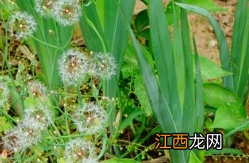 小苦荬 抱茎小苦荬