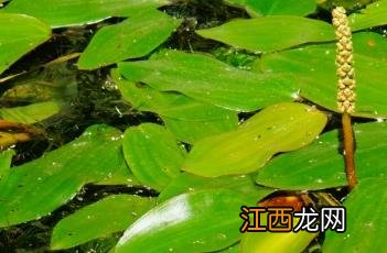 眼子菜科 眼子菜科植物水案板