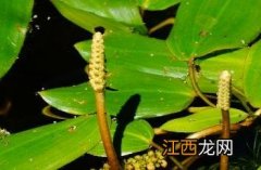 眼子菜科 眼子菜科植物水案板