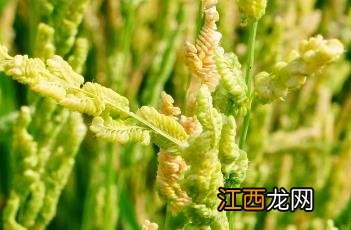 菵草怎么读 菵草