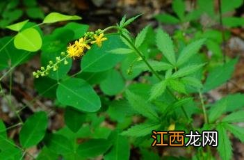 龙芽草图片高清图 龙芽草