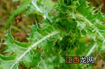 花叶滇苦菜 花叶滇苦菜能吃吗