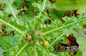 花叶滇苦菜 花叶滇苦菜能吃吗