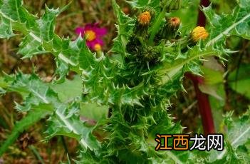 花叶滇苦菜 花叶滇苦菜能吃吗