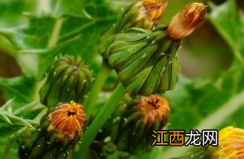 花叶滇苦菜 花叶滇苦菜能吃吗