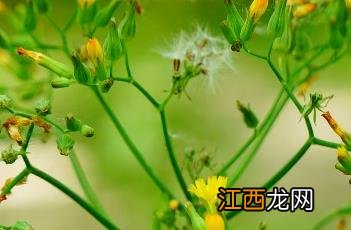 黄鹌菜 黄鹌菜可以吃吗