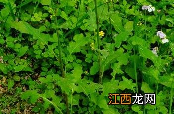 黄鹌菜 黄鹌菜可以吃吗