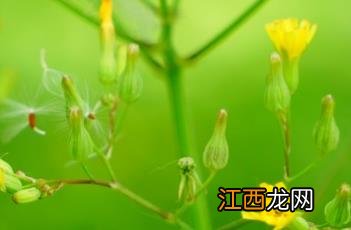 黄鹌菜 黄鹌菜可以吃吗