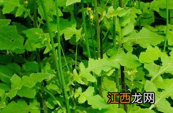 黄鹌菜 黄鹌菜可以吃吗