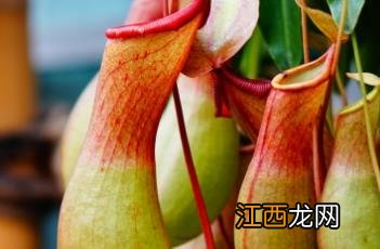 猪笼草科普知识 猪笼草科