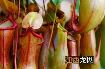 猪笼草科普知识 猪笼草科