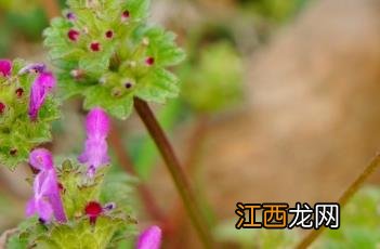 宝盖草的功效与作用 宝盖草