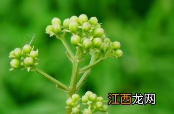 兔儿伞花图片 兔儿伞