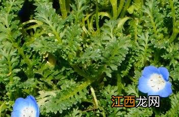 田基麻科 田基麻科植物