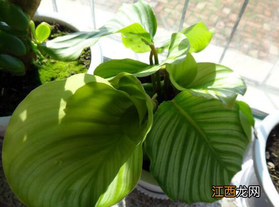 青苹果竹芋:点缀家居的选择 青苹果竹芋简介