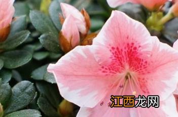 杜鹃花科 杜鹃花科通常为