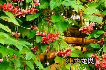 使君子科 使君子科植物