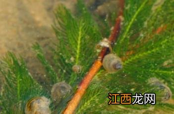 金鱼藻科植物 金鱼藻科