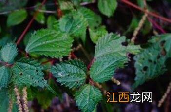 小赤麻 小赤麻的图片