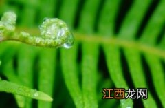 芒萁草的功效与作用 芒萁