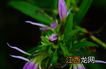 大理山梗菜 大理树皮菜