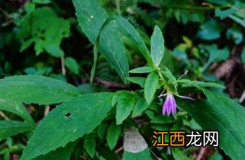 大理山梗菜 大理树皮菜