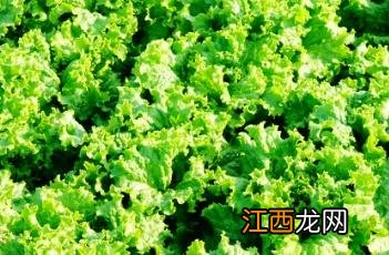 生菜露地栽培技术视频 生菜露地栽培技术