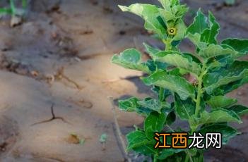 白薇和白璎什么关系 白薇