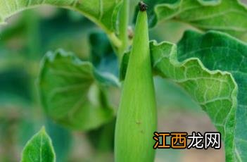 白薇和白璎什么关系 白薇