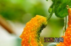 苦瓜种植方法与时间 苦瓜种植方法