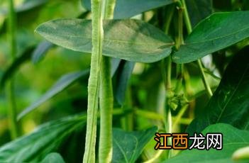 豇豆种植注意事项 豇豆种植注意事项有哪些