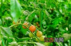 番茄打叶方法 番茄打叶方法图解