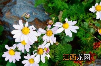 小山菊的功效 小山菊