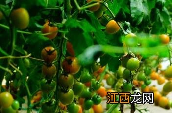 西红柿种植如何浇水 大棚种植西红柿的浇水方法