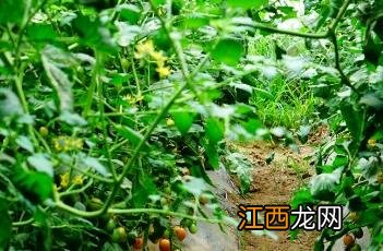 西红柿种植如何浇水 大棚种植西红柿的浇水方法