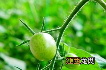 西红柿种植如何浇水 大棚种植西红柿的浇水方法