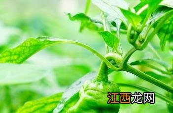 春季辣椒种植技术 春季辣椒种植技术要点