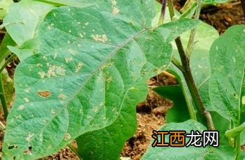 曲波缘植物 曲波缘