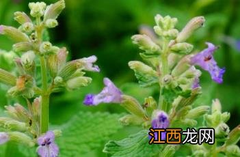 荆芥穗 荆芥