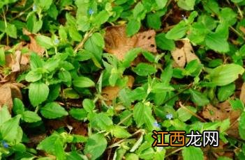 饭包草 饭包草的危害