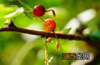 香茶藨子果实能吃吗 香茶藨子