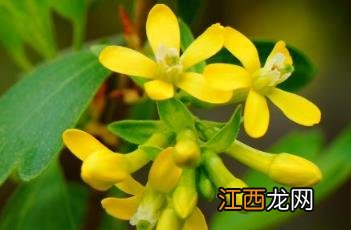 香茶藨子果实能吃吗 香茶藨子