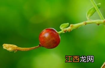 香茶藨子果实能吃吗 香茶藨子