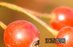 蔷薇果能吃吗 蔷薇果