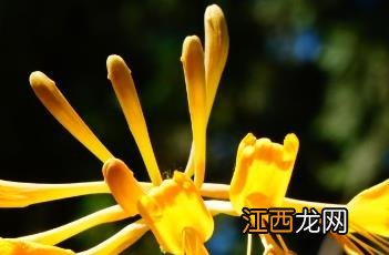 唇形花冠 唇形花冠名词解释