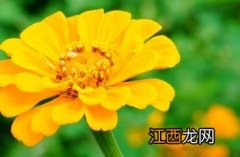 舌状花冠是什么科 舌状花冠