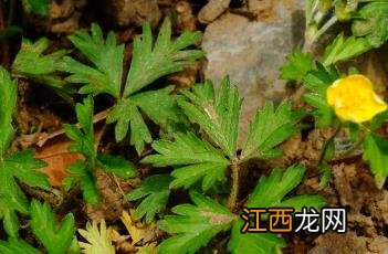 匍枝委陵菜最佳种植时间 匍枝委陵菜