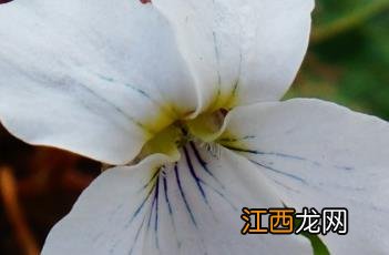 蒙古堇菜 蒙古堇菜功能主治